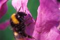 bombus pratorum